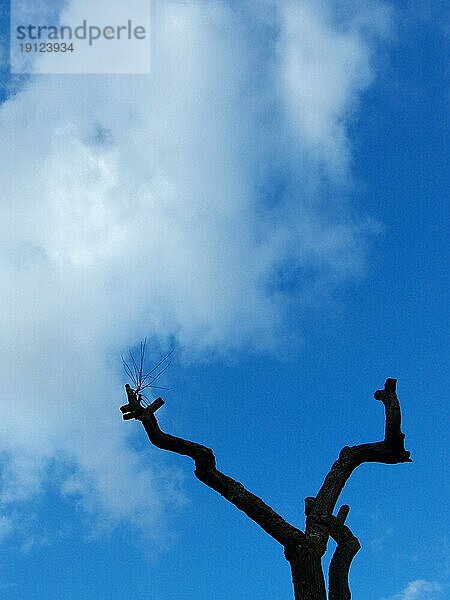 Abgestorbener Baum  dessen Silhouette gegen Himmel ragt  mit großen weißen Wolken