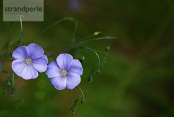 Zart blau blühender Flachs vor grünem Hintergrund in Tiefenschärfe