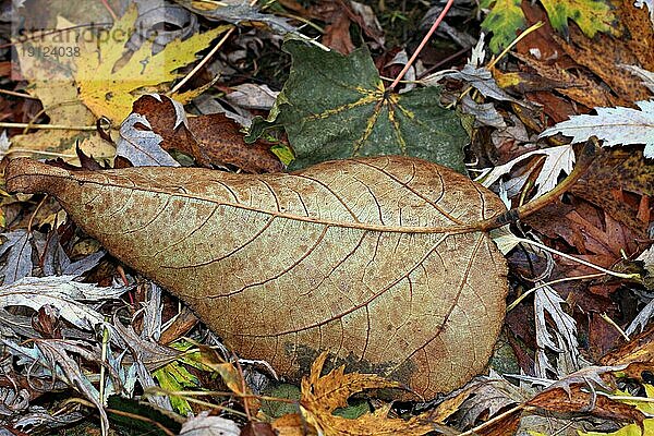 Verschiedene Blätter in Formen  Farben  Arten  formatfüllend