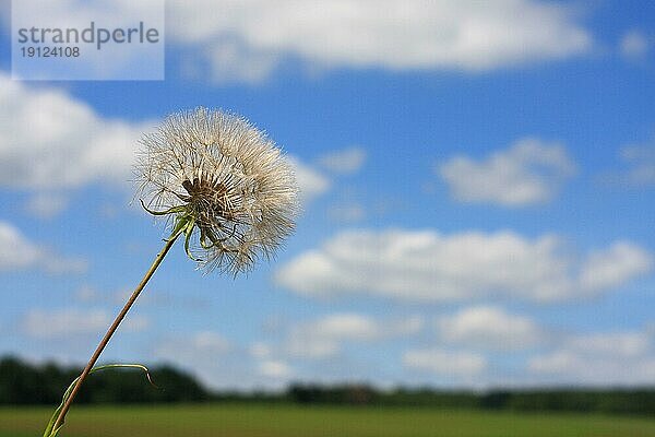 Einzelne Pflanze des Wiesen-Bocksbart im Fruchtstand vor Landschaft und blau-weißem Himmel in Tiefenschärfe