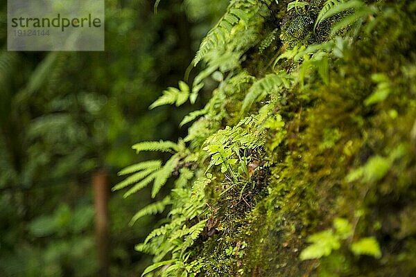 Close up Moos wächst Baumstamm tropischen Wald
