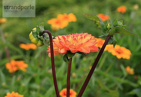 Kleine orange-rot panaschierte Dahlie  Hintergrund Garten mit orange-roten Blütenpflanzen in Tiefenschärfe