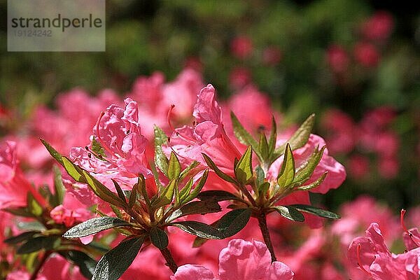 Sonnenbeschienene rosafarbene Rhododendronblüten  aufgenommen mit Tiefenschärfe