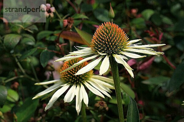 Zwei blassfarbene Sonnenhüte (Echinacea pallida)  Hintergrund Gartenpflanzen  aufgenommen mit Tiefenschärfe