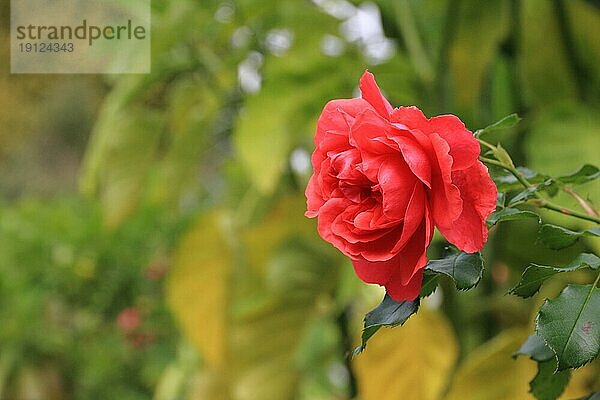 Rosarot blühende Gartenrose  Hintergrund Garten  aufgenommen mit Tiefenschärfe