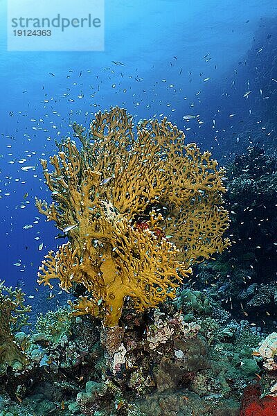 Gitter-Feuerkoralle (Millepora dichotoma)  Schwarm von Rotmeer-Glasfisch (Parapriacanthus guentheri)  Tauchplatz Hausriff  Mangrove Bay  El Quesir  Ägypten  Rotes Meer  Afrika