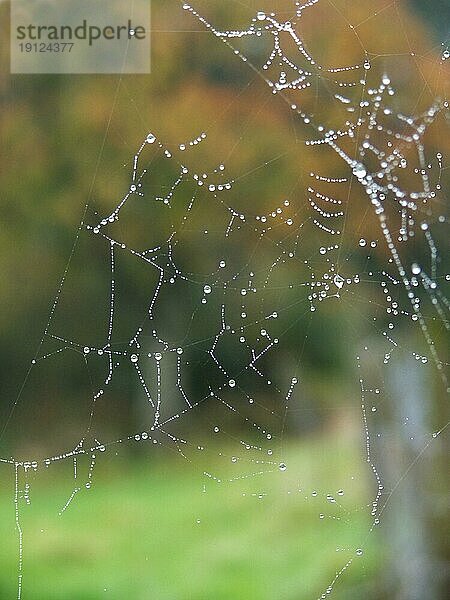 Halbzerstörtes Spinnennetz mit Tautropfen  im Hintergrund Landschaft in Unschärfe
