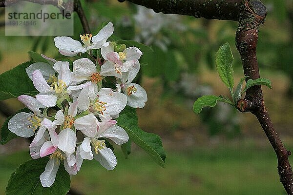 Weiß und hellrosa Apfelblüten an einem Ast  Hintergrund Garten  aufgenommen mit Tiefenschärfe