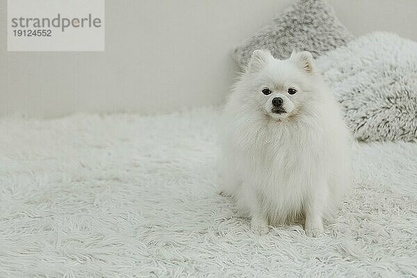 Schönes weißes Hundesitzbett Raum kopieren