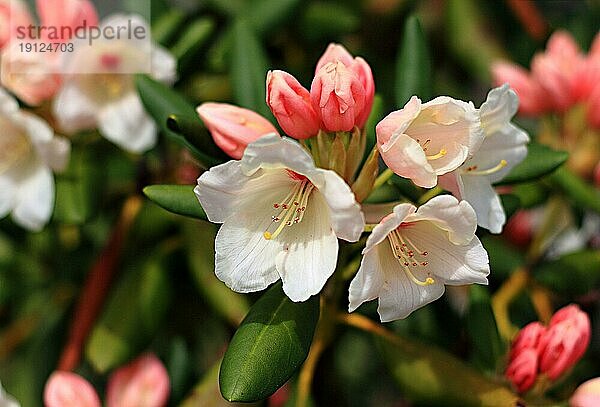 Weiß und rosa blühender Rhododendron  formatfüllend  aufgenommen mit Tiefenschärfe