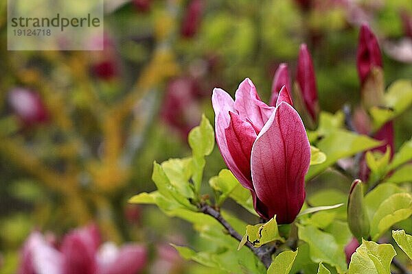 Magnolienbaum mit violetten Blüten in Tiefenschärfe aufgenommen