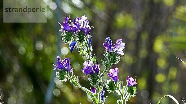 Wegerichblättrige Natternkopf (Echium plantagineum)  Gegenlicht  Nahaufnahme  Zingaro  Nationalpark  Naturschutzgebiet  Nordwesten  Sizilien  Italien  Europa