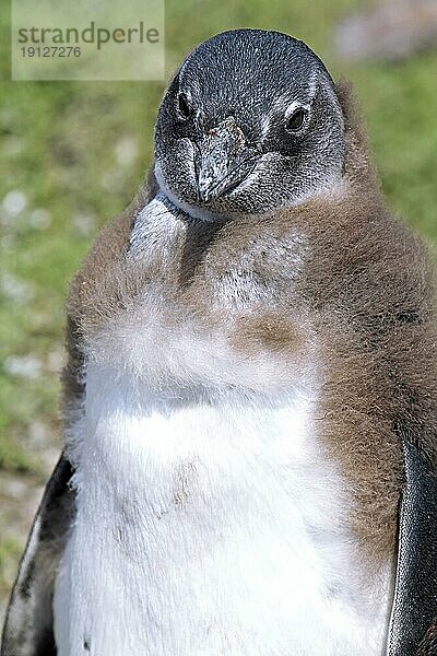 Junger Brillenpinguin  Stony Point  Südafrika  young African penguin  South Africa