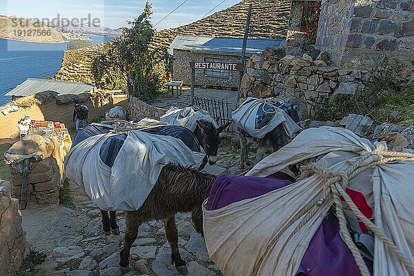 Esel tragen Lasten von Seehöhe in die Berge  Isla del Sol  Insel der Sonne  Comunidad Yumani  Gemeinde Yumani  spirituelles Zentrum  Titicaca See  Höhenlage 3.812 m NN  Restaurant  Steintreppe  Steinmauer  Verkauf von heimischem Handwerk  Altiplano  Department La Paz  Bolivien  Südamerika