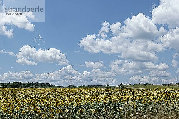 Feld mit blühenden Sonnenblumen. Yerusalimovo  Chaskovo  Bulgarien  Südosteuropa  Europa