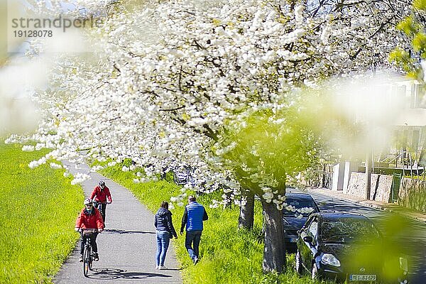 Am Elberadweg bei Meissen