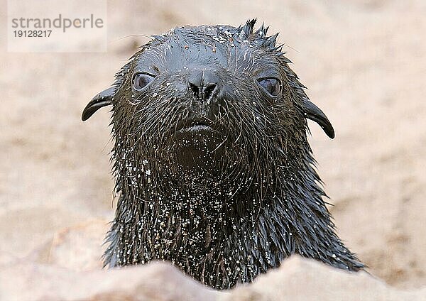 Südafrikanischer Seebär (Arctocephalus pusillus)  Kreuzkap Namibia  Südafrikanischer Seebär  Kapkreuz