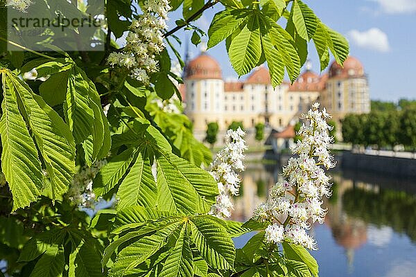 Barockschloss Moritzburg im Frühling mit blühenden Kastanien