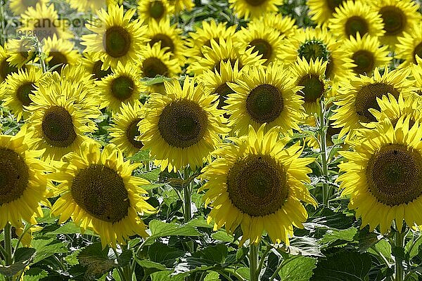 Sonnenblumen auf einem Feld bei Kabile. Drazhevo  Jambol  Bulgarien  Südosteuropa  Europa