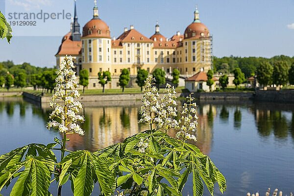 Barockschloss Moritzburg im Frühling mit blühenden Kastanien