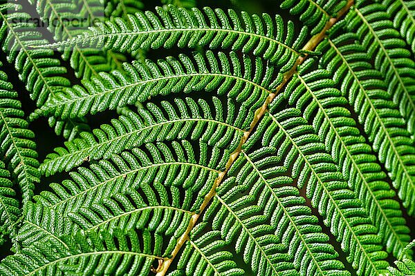 Nahaufnahme Sphaeropteris cooperi oder Cyathea cooperi spitzenförmiger Baumfarn  auch bekannt als australischer Baumfarn  grüne Wedel und Blättchen  Textur und Muster
