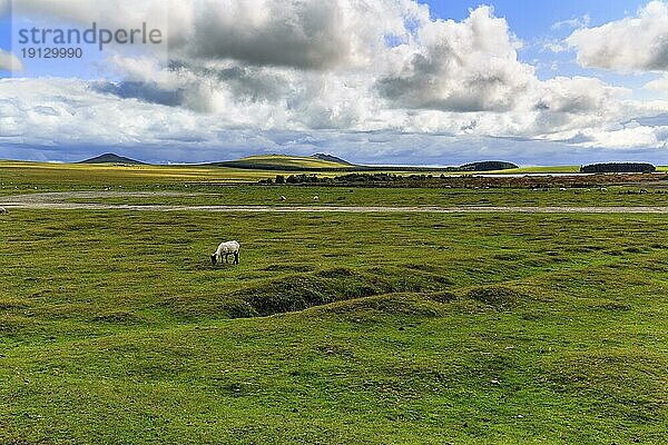 Hochmoor  Wiese mit frei laufenden Schafen  weite Landschaft im Bodmin Moor  Cornwall  England  Großbritannien  Europa