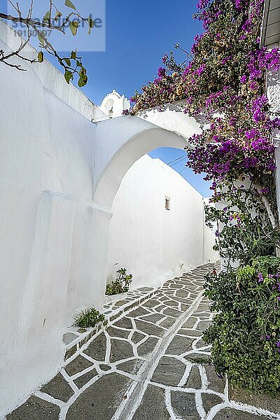 Weiße kykladische Häuser und lila Bougainvillea  Sonnenstern  malerische Gassen des Ortes Marpissa  Paros  Kykladen  Griechenland  Europa