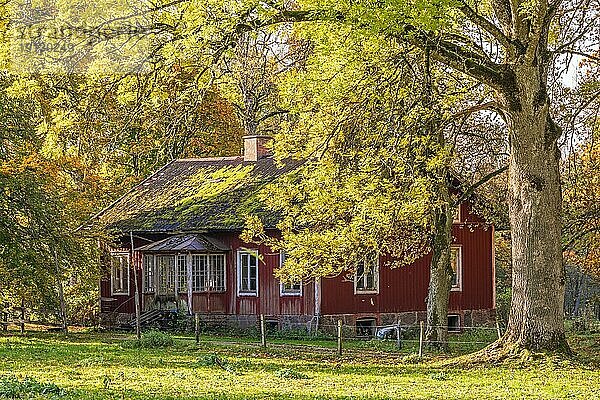 Alte verlassene Hütte in einem Waldgebiet im Herbst  Schweden  Europa