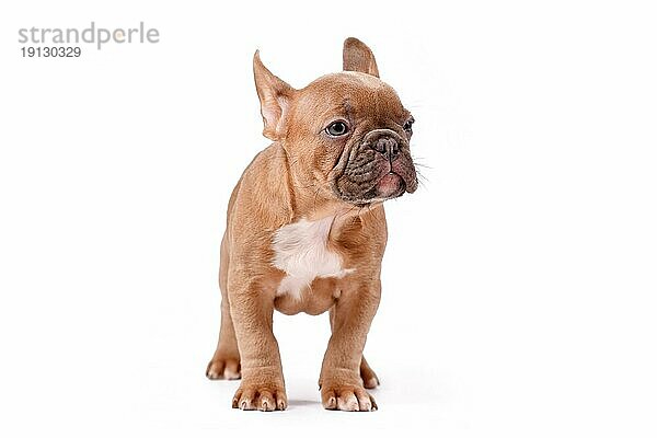 Blaue fawn Französisch Bulldogge Hundewelpe stehend auf weißem Hintergrund