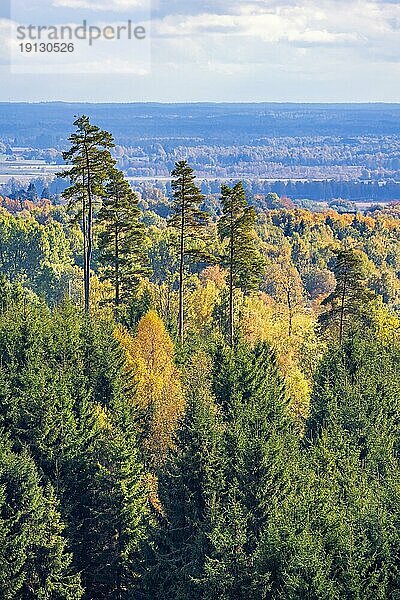 Landschaftsblick über einen Wald in Herbstfarben  Schweden  Europa