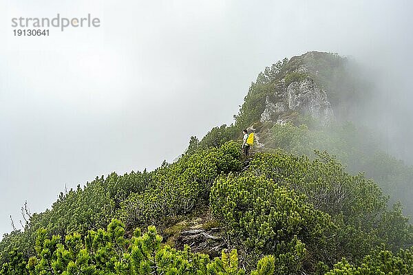 Bergsteigerin am mit Latschenkiefern bewachsenen nebeligen Grat des Katzenkopf  Ammergauer Alpen  Bayern  Deutschland  Europa