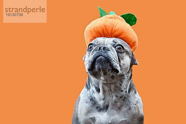 Lustiger französischer Bulldoggenhund mit Halloween Kürbishut auf orangem Hintergrund