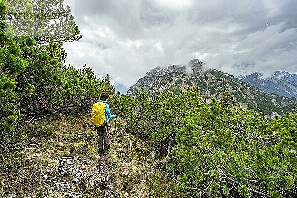 Bergsteigerin am mit Latschenkiefern bewachsenen Grat des Katzenkopf  wolkenverhangene Berglandschaft  Ammergauer Alpen  Bayern  Deutschland  Europa