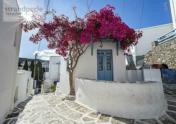 Weißes kykladisches Haus mit blauer Tür und rosa Bougainvillea  mit Sonnenstern  malerische Gassen des Ortes Lefkes  Paros  Kykladen  Griechenland  Europa