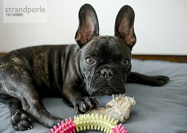 Porträt einer bezaubernden kleinen französischen Bulldogge