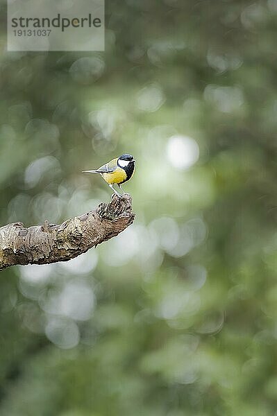 Kohlmeise (Parus major) auf Ast stehend  nach rechts schauend  grüner Hintergrund mit etlichen Bokehkreisen  Overijssel  Niederlande  Europa