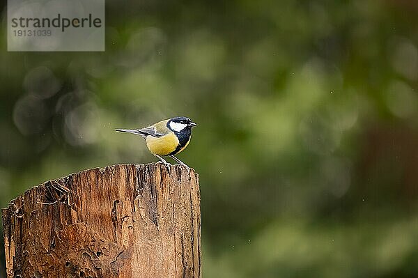 Kohlmeise (Parus major) auf Baumstumpf stehend  nach rechts schauend  HIntergrund grün mit vielen Bokehkreisen  Overijssel  Niederlande  Europa