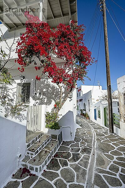 Weiße kykladische Häuser mit Blumentöpfen und roten Bougainvillea  Sonnenstern  malerische Gassen des Ortes Marpissa  Paros  Kykladen  Griechenland  Europa