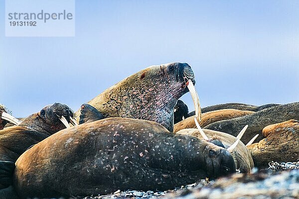 Gruppe von Walrossen am Strand von Svalbard  Svalbard