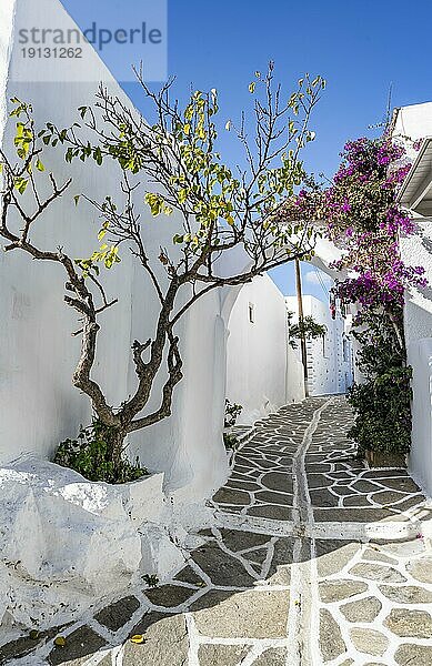 Weiße kykladische Häuser und lila Bougainvillea  Sonnenstern  malerische Gassen des Ortes Marpissa  Paros  Kykladen  Griechenland  Europa