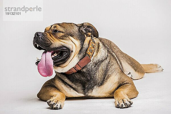 Portrait Bulldogge mit heraushängender Zunge weißer Hintergrund