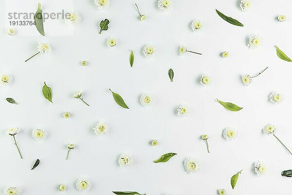 Draufsicht Chrysanthemenblätter verbreiten weißen Hintergrund