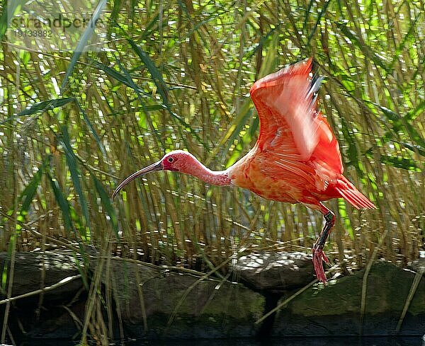 Scharlachsichler (Eudocimus ruber)  fliegend  captive  Vorkommen nördliches Südamerika