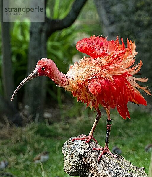 Scharlachsichler (Eudocimus ruber)  captive  Vorkommen nördliches Südamerika