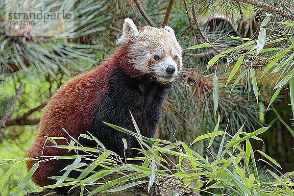 Roter Panda (Ailurus fulgens)  captive  Vorkommen östliches Himalaya  Südwest China