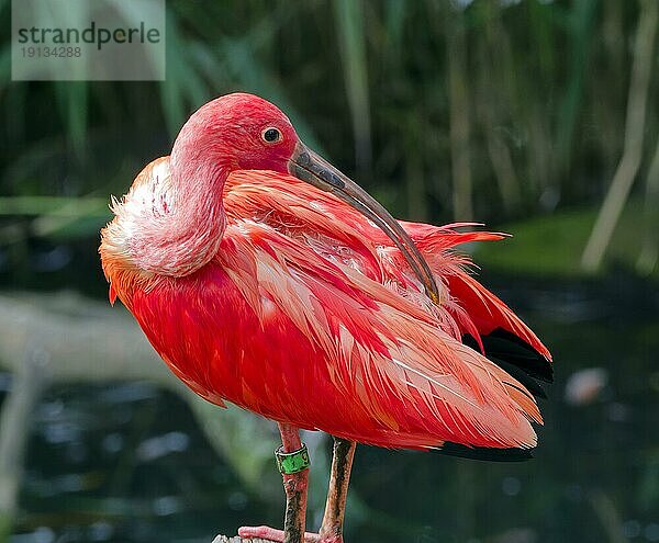 Scharlachsichler (Eudocimus ruber)  captive  Vorkommen nördliches Südamerika