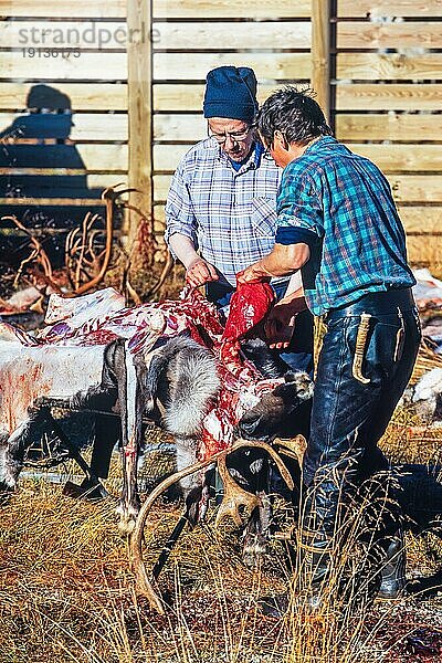 Rentierschlachtung durch Sami im Freien im Herbst  Kvikkjokk  Schweden  Europa