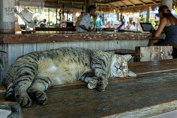 Katze  schlafend  in Bar  Gili Trawangan  Insel vor Lombok  West Nusa Tenggara  Indonesien  Südostasien  Asien