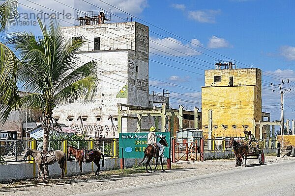 Maultiere vor einem landwirtschaftlichen Betrieb an der Carretera Central  CC  der Zentralstraße  die sich in West Ost Richtung über die gesamte Insel Kuba erstreckt