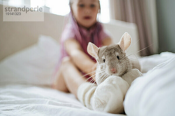 Girl playing with chinchilla on bed